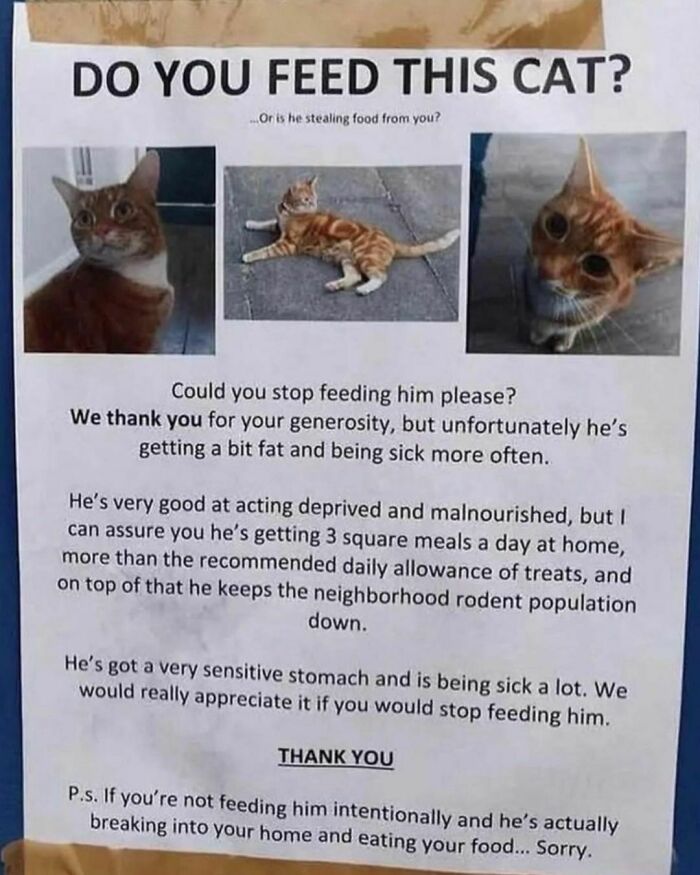 Best-Funny-Cat-Memes-Jokes