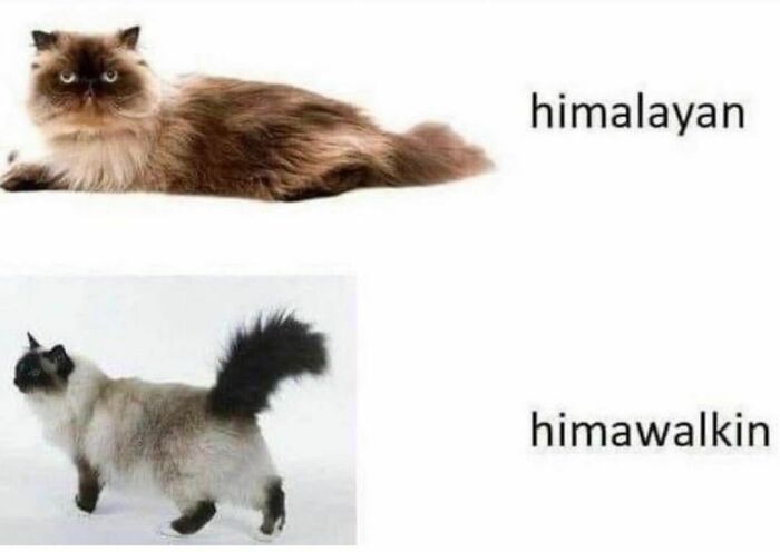 Best-Funny-Cat-Memes-Jokes