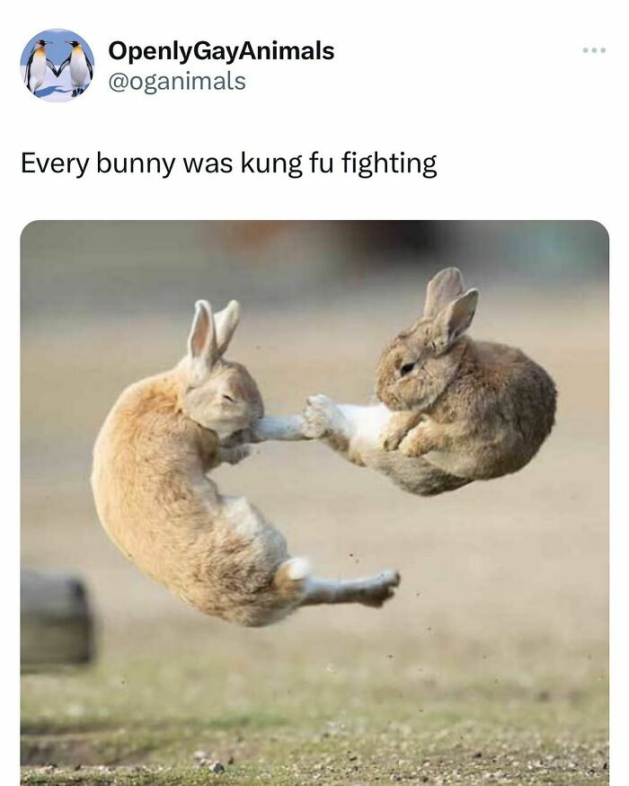 Funny-Relatable-Animal-Memes