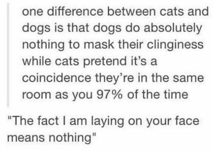 Best-Funny-Cat-Memes-Jokes