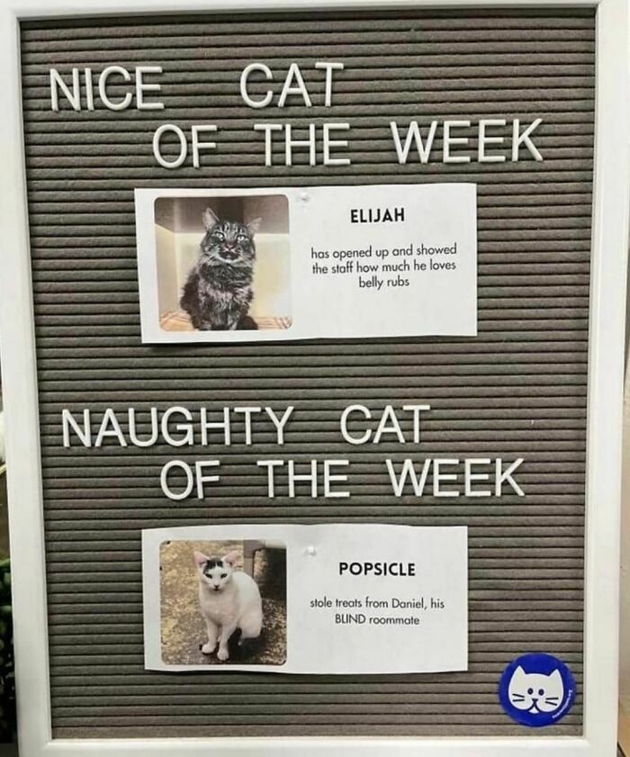 Best-Funny-Cat-Memes-Jokes