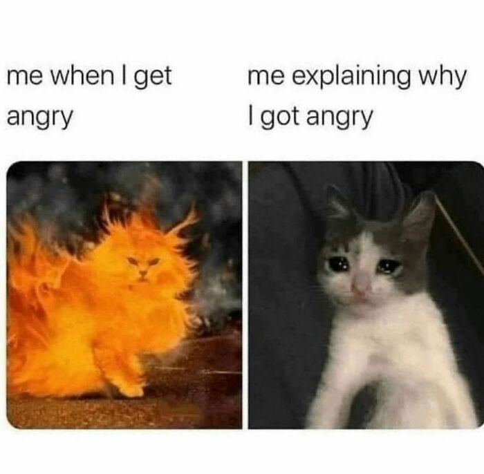 Funny-Relatable-Animal-Memes