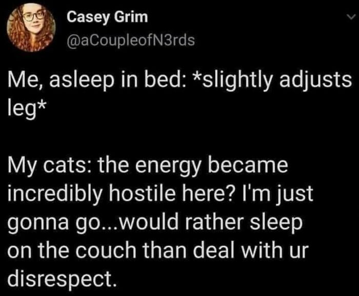 Best-Funny-Cat-Memes-Jokes