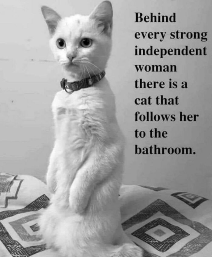 Best-Funny-Cat-Memes-Jokes