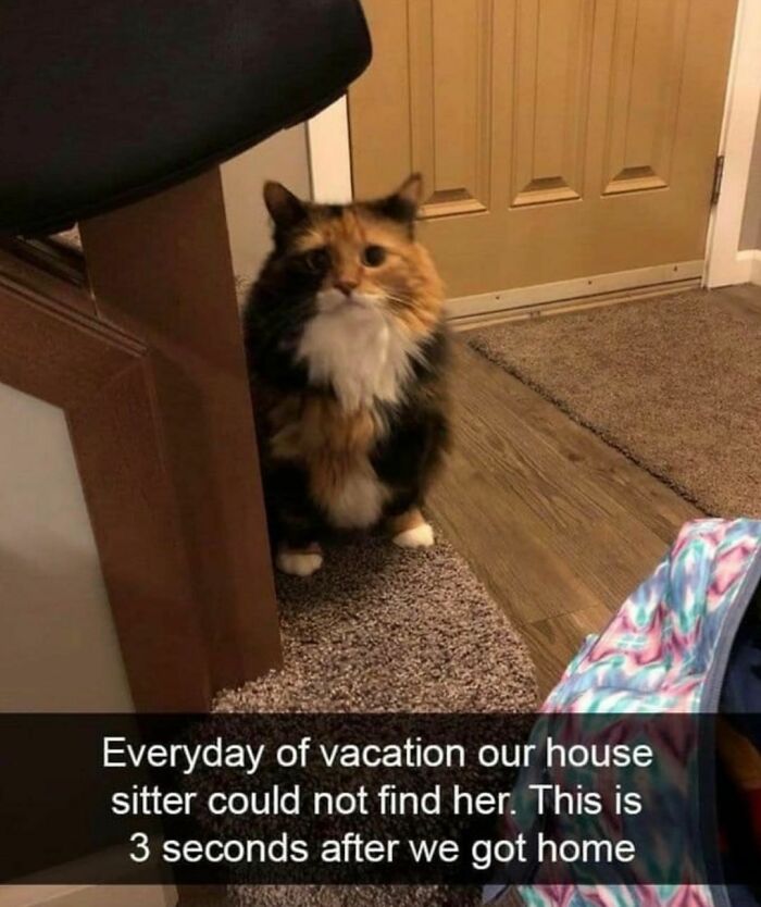 Best-Funny-Cat-Memes-Jokes