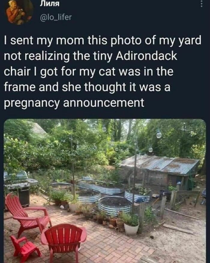 Best-Funny-Cat-Memes-Jokes