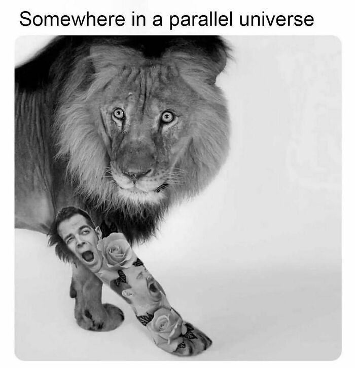 Funny-Relatable-Animal-Memes