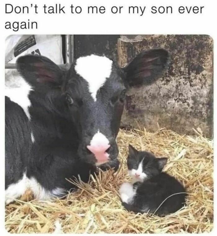 Best-Funny-Cat-Memes-Jokes