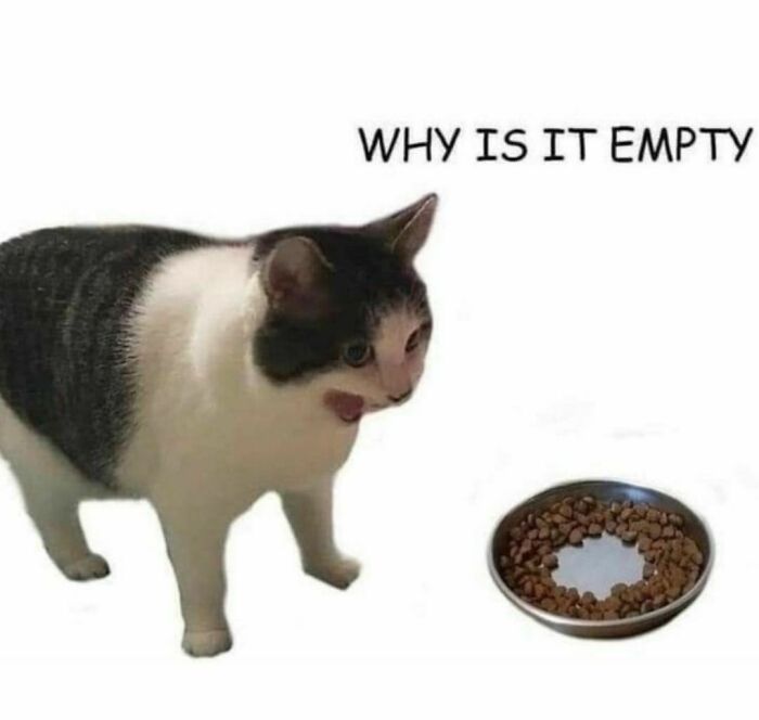 Best-Funny-Cat-Memes-Jokes