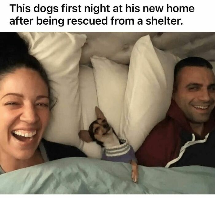 Funny-Relatable-Animal-Memes