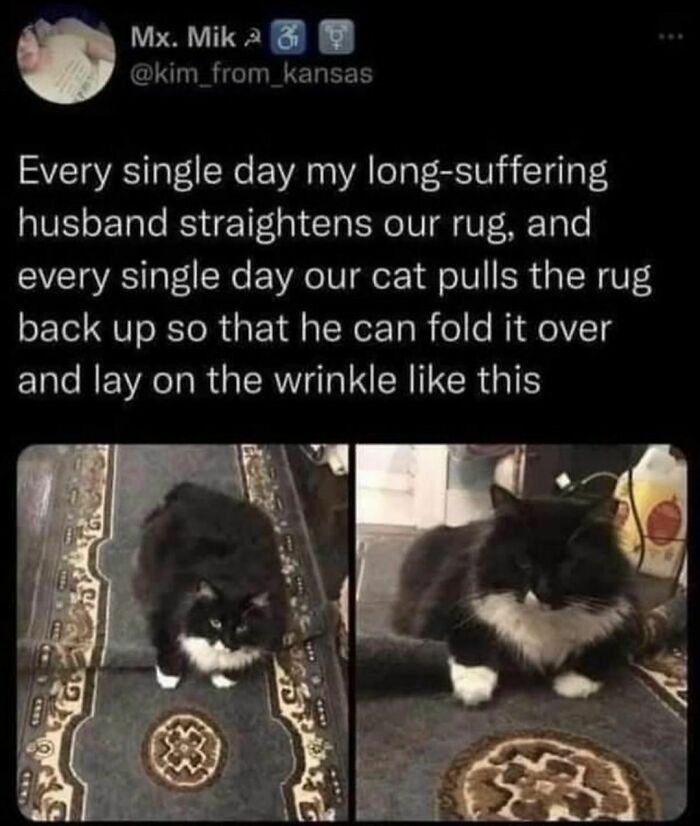 Best-Funny-Cat-Memes-Jokes