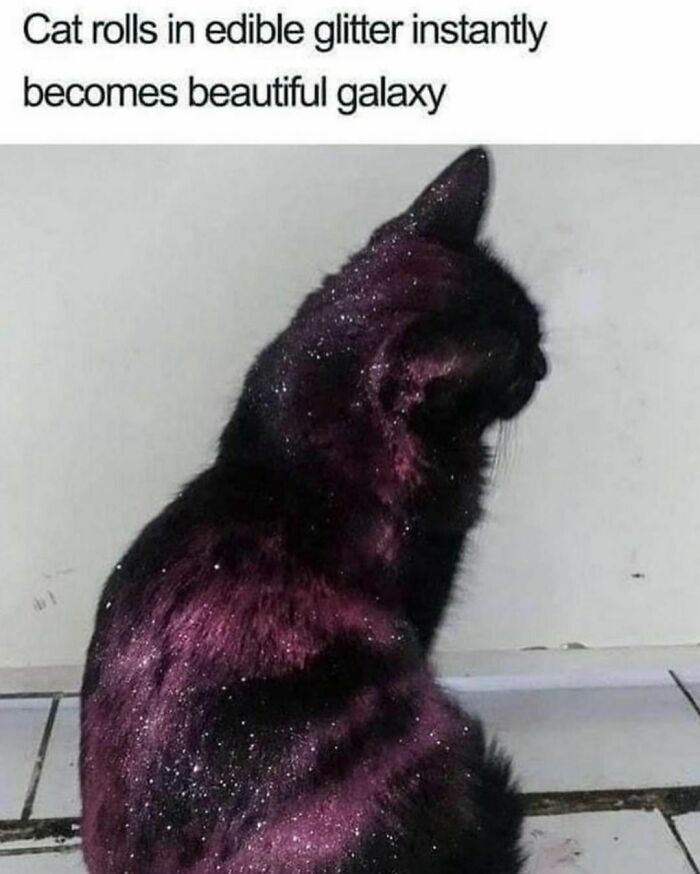 Best-Funny-Cat-Memes-Jokes