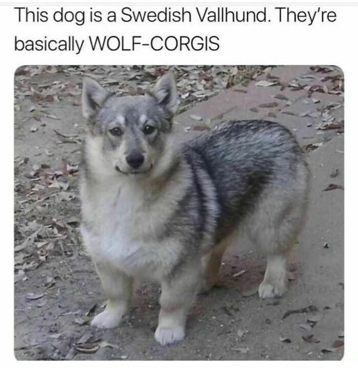 Funny-Relatable-Animal-Memes