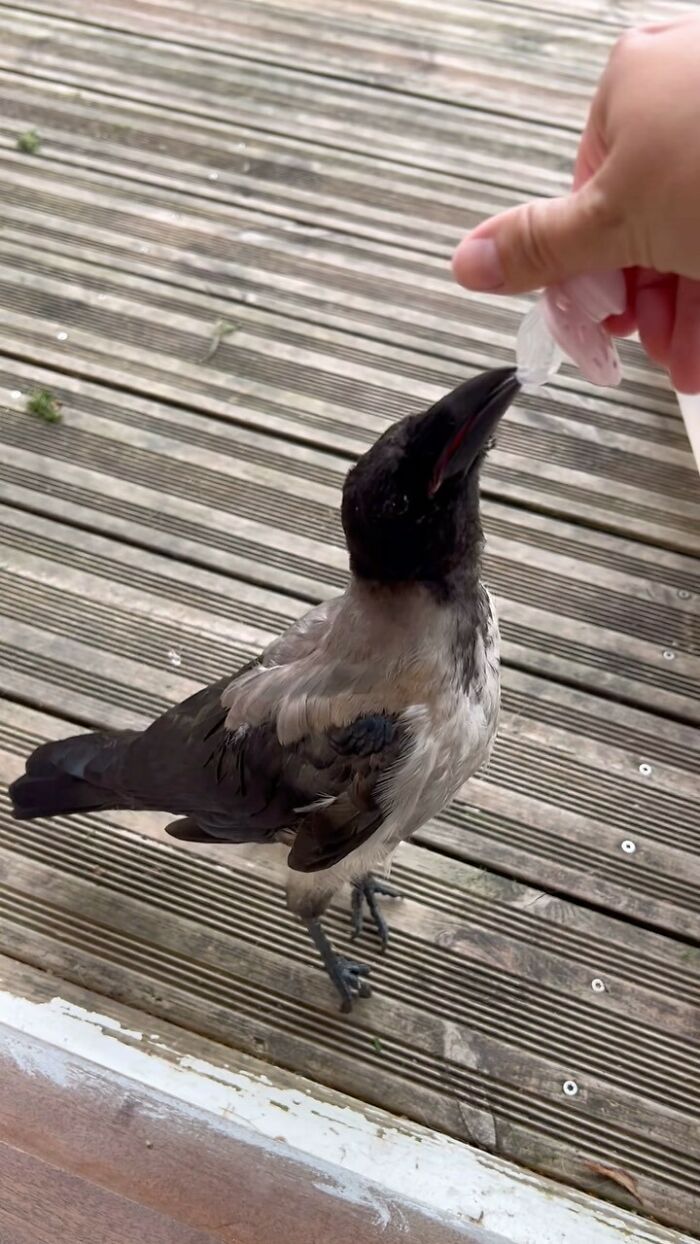 &ldquo;They Have A Special Bond&rdquo;: A 2-Year-Old Boy And His Crow