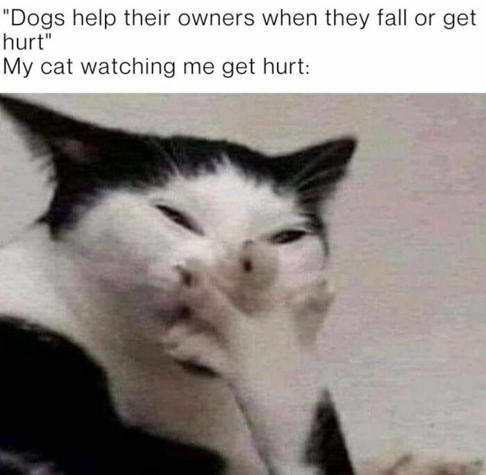 Best-Funny-Cat-Memes-Jokes
