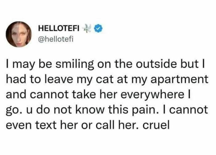 Best-Funny-Cat-Memes-Jokes