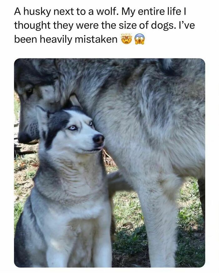 Funny-Relatable-Animal-Memes