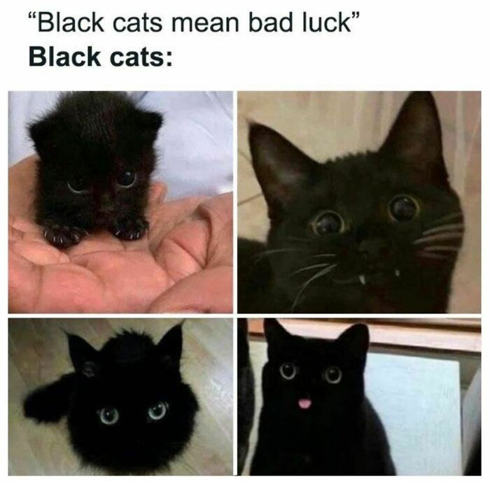 Best-Funny-Cat-Memes-Jokes