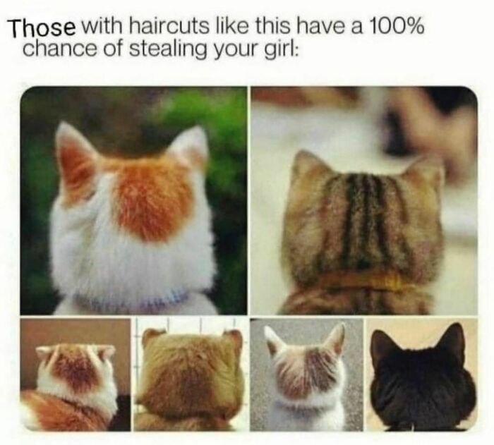 Best-Funny-Cat-Memes-Jokes