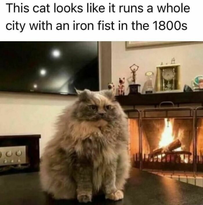 Best-Funny-Cat-Memes-Jokes