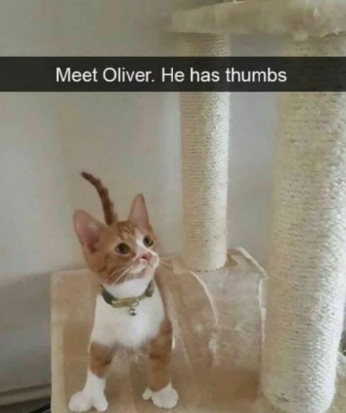 Best-Funny-Cat-Memes-Jokes