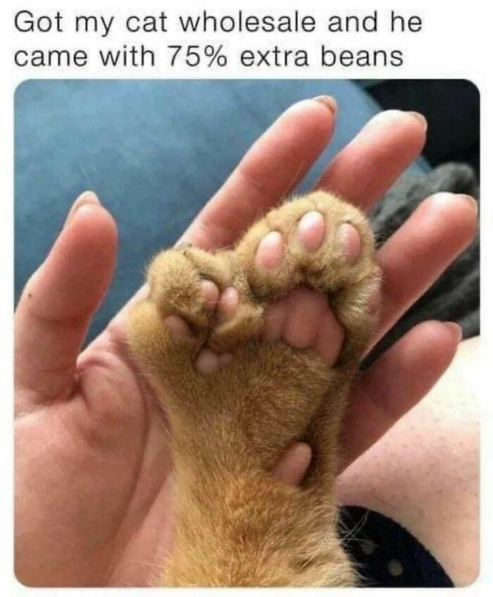 Best-Funny-Cat-Memes-Jokes