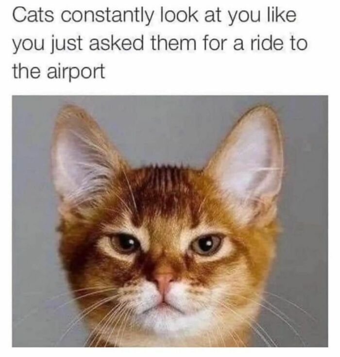 Best-Funny-Cat-Memes-Jokes