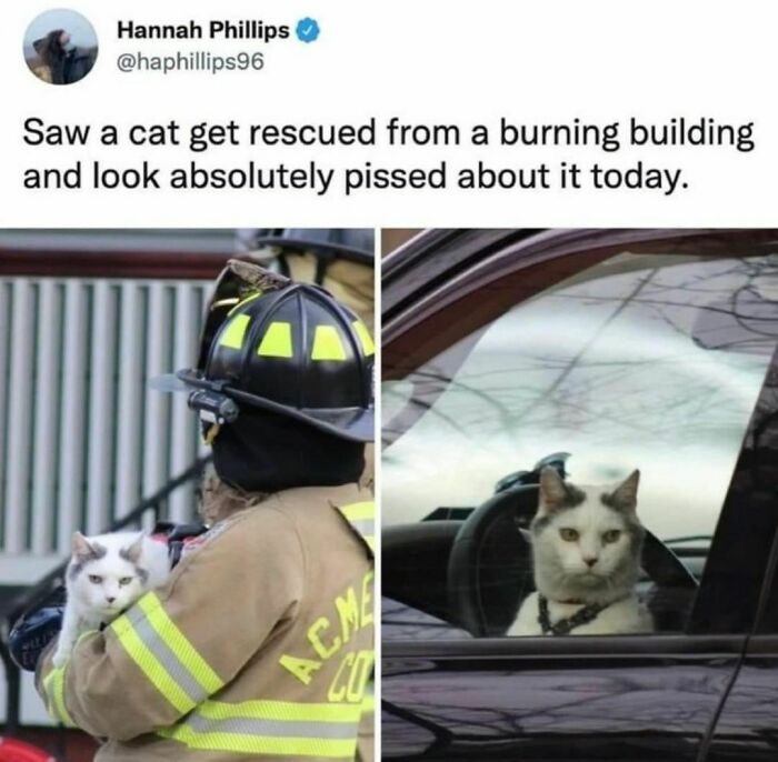 Best-Funny-Cat-Memes-Jokes