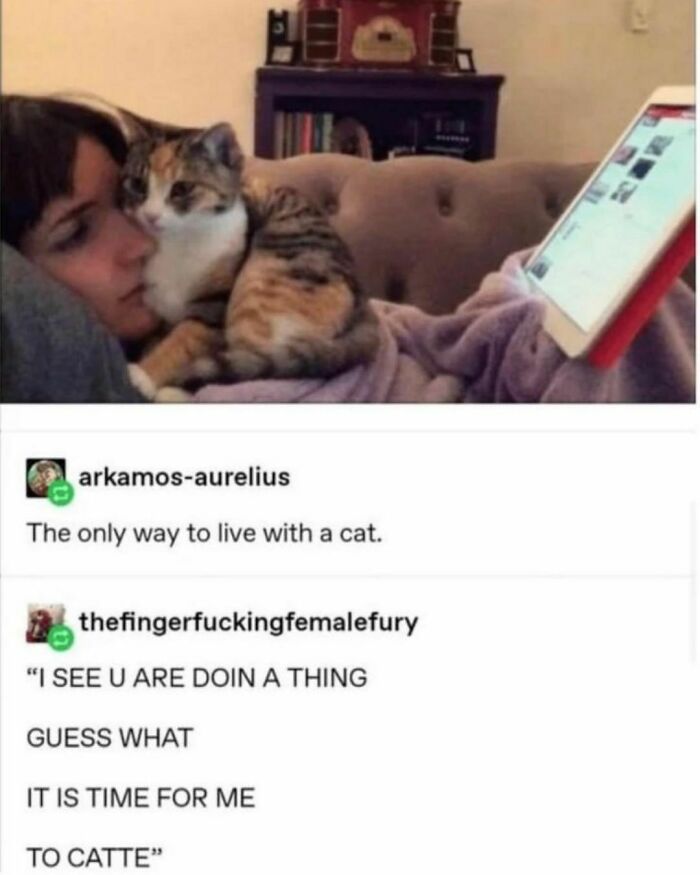 Best-Funny-Cat-Memes-Jokes