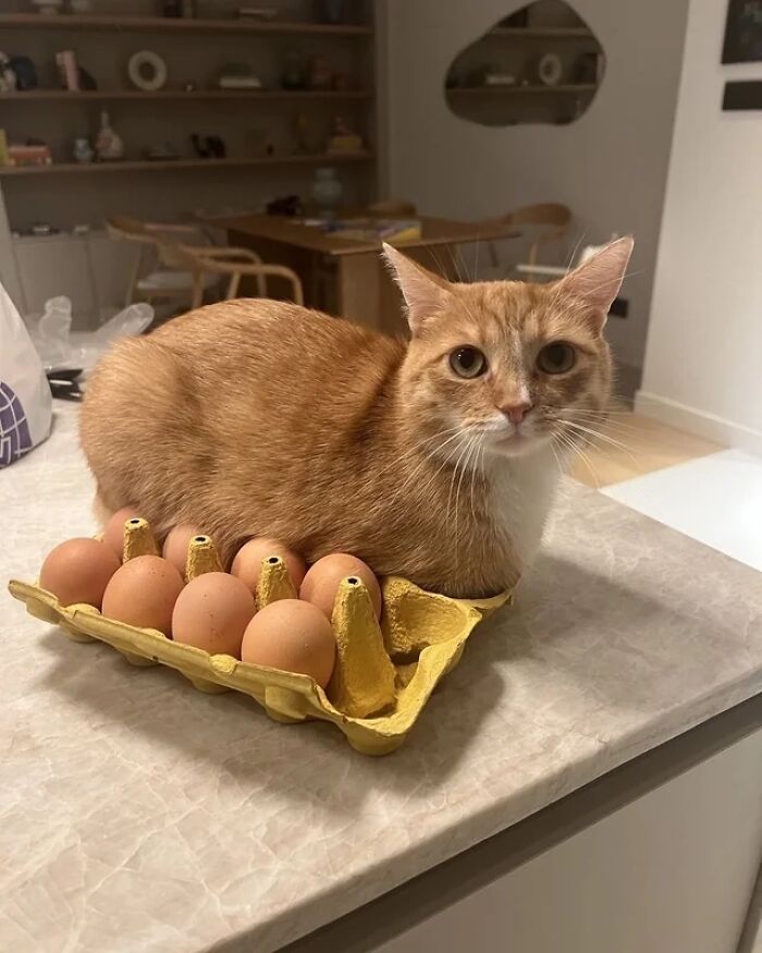 An Eggs-Cellent Fit
