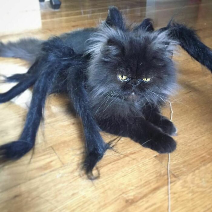 Wait, This Is A Cat Account. How Did A Spider Get In Here?!