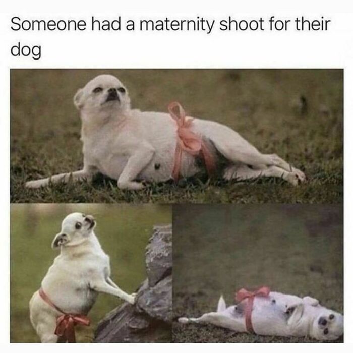 Funny-Relatable-Animal-Memes