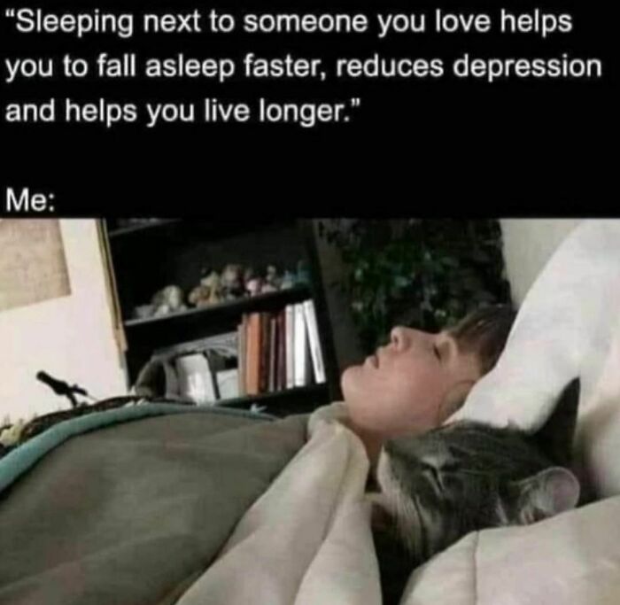 Best-Funny-Cat-Memes-Jokes