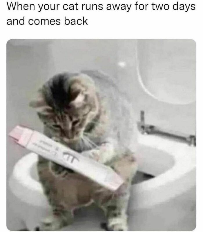 Best-Funny-Cat-Memes-Jokes