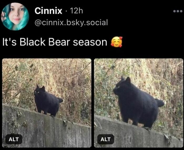 Best-Funny-Cat-Memes-Jokes