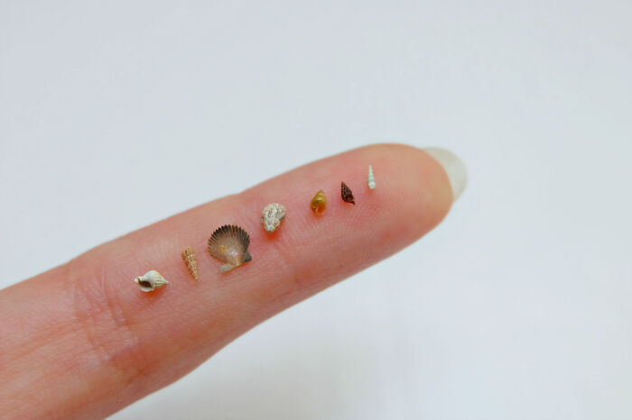 I Made Jewellery Using Shells From An Enchanting Beach