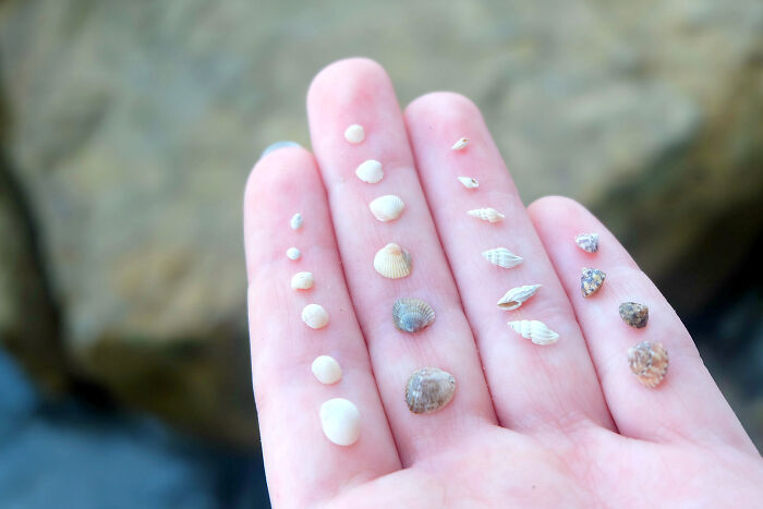 I Made Jewellery Using Shells From An Enchanting Beach