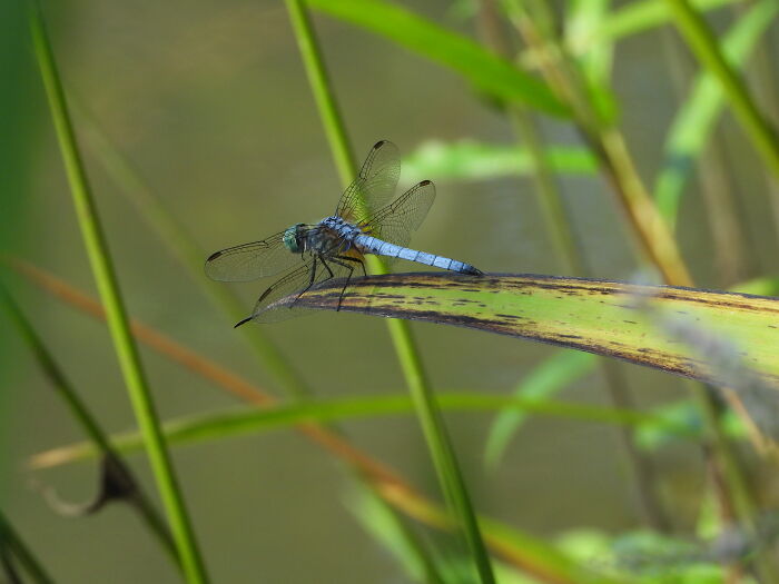 Dragonfly