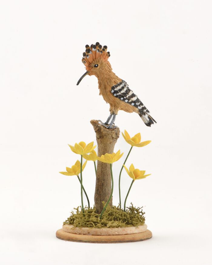 Hoopoe
