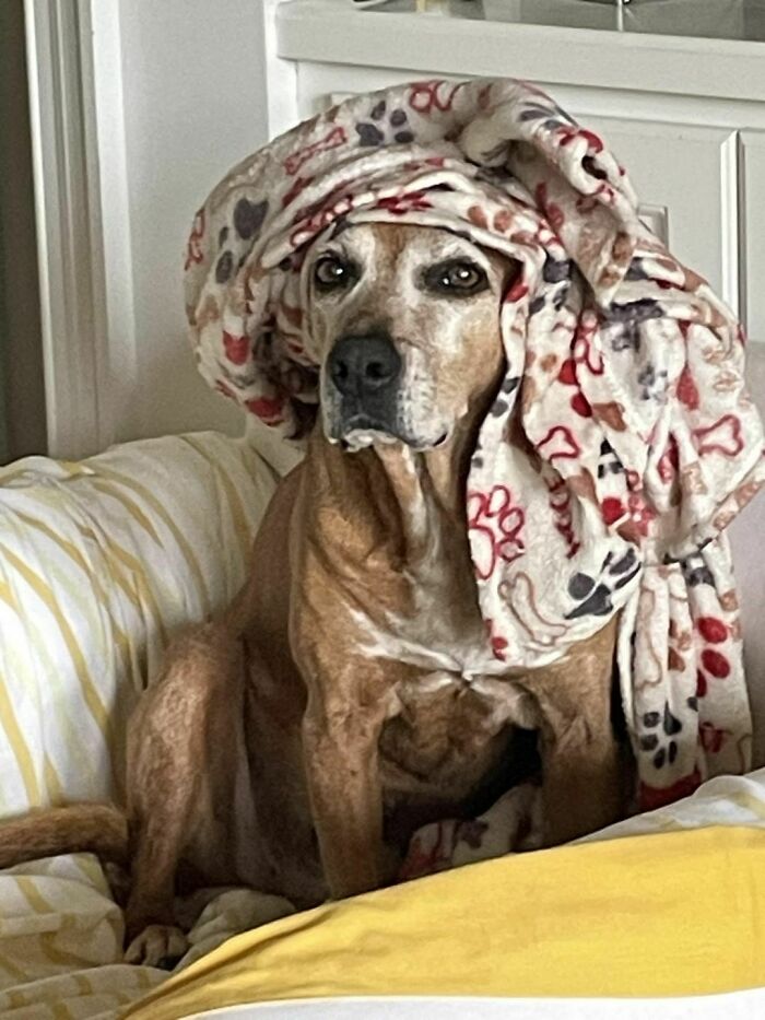 Darla - Queen Of The Desert