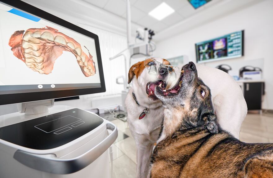 I Photographed 50 Dogs And Photoshopped Them Into Their Alter Egos. Here Are 15 Of My Favorites.