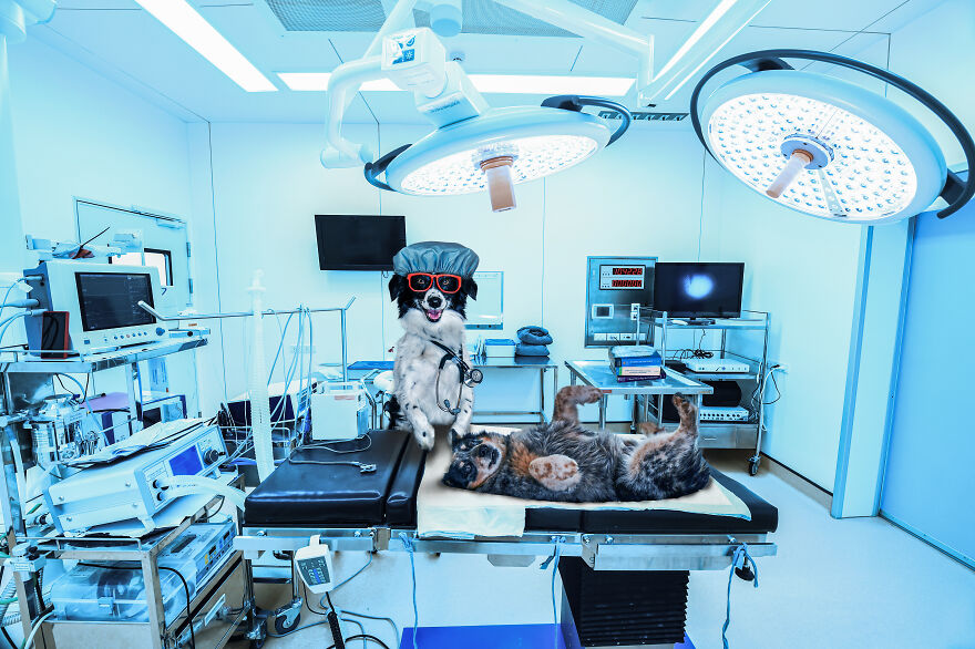 I Photographed 50 Dogs And Photoshopped Them Into Their Alter Egos. Here Are 15 Of My Favorites.