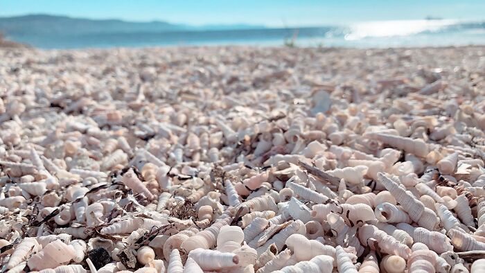 I Made Jewellery Using Shells From An Enchanting Beach