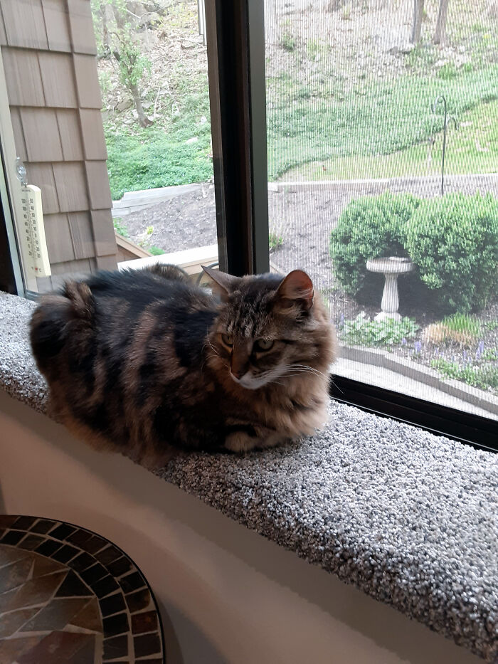 Emmett Loves His New Window Perch