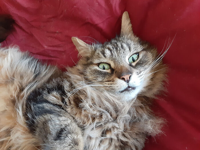 Emmett: Did You Say Tuna!?