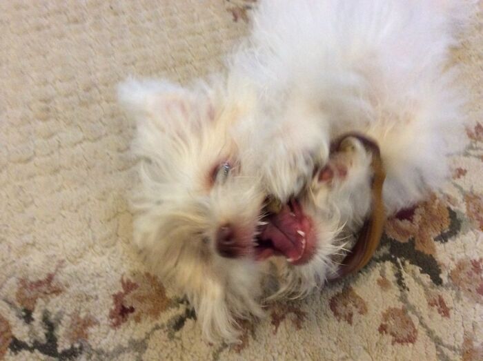 My Little Doggo Playing