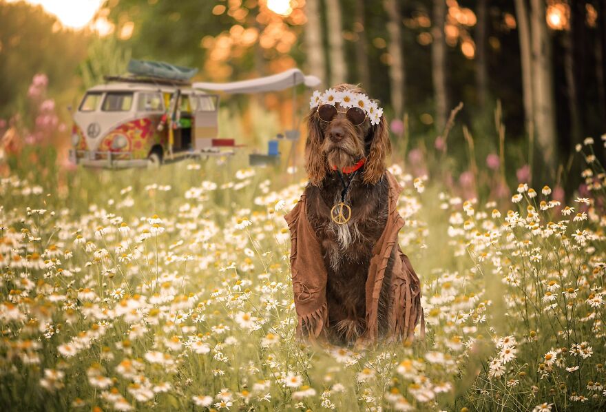 I Photographed 50 Dogs And Photoshopped Them Into Their Alter Egos. Here Are 15 Of My Favorites.