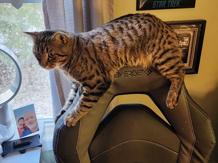 His Favorite Place To Watch Me On My Computer