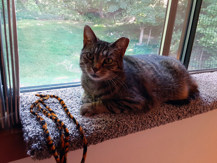 Sister Gracie Slick, Aka "Gracie", Enjoying Her New Perch