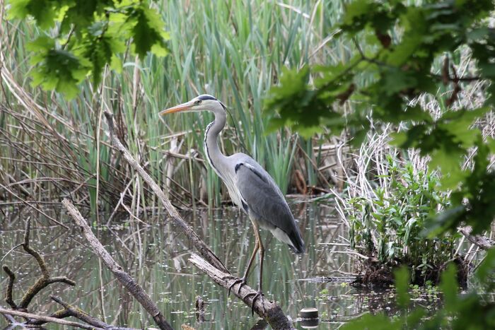 Grey Heron Fishing
